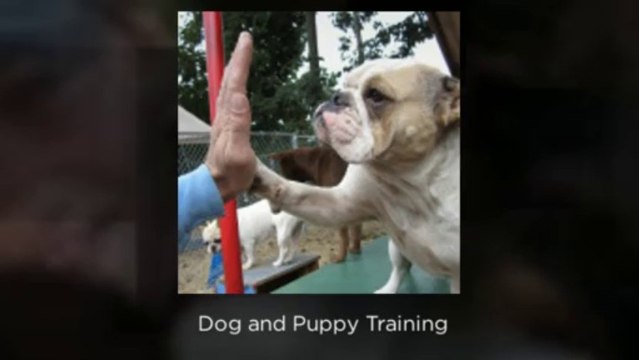 Dog Training, Dog Boarding, Puppy Training, Grooming, Kennel | Perfect Pooch