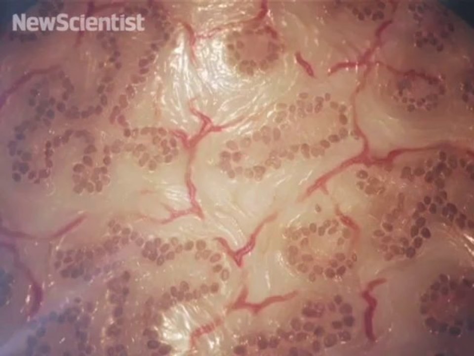 3D printer makes tiniest human liver ever