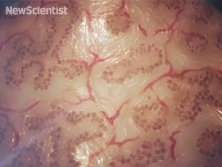 3D printer makes tiniest human liver ever