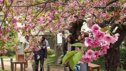 Bloodline Sakura in Matsumae Koen Park, Hokkaido, Japan