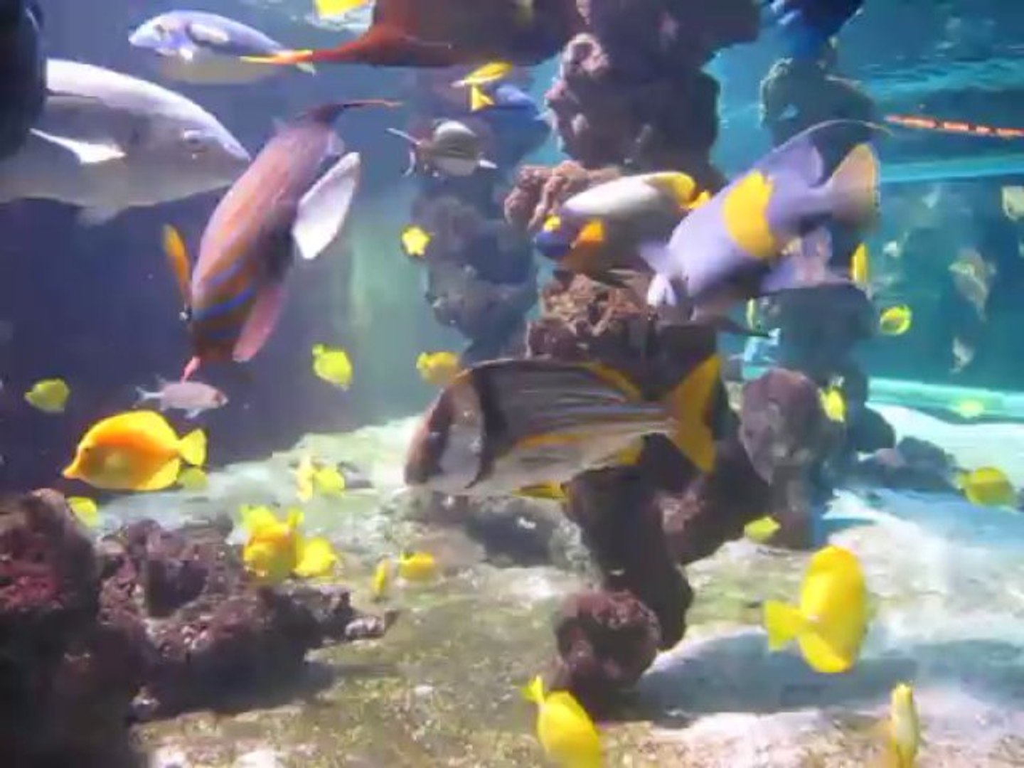 ⁣aquarium Monaco