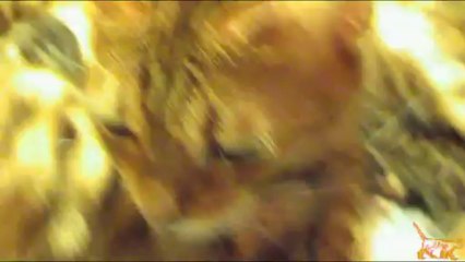 Conversation with  Bessie the Cat From 2006