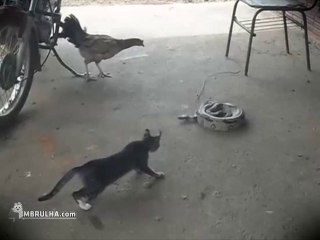 Gato vs Cobra - EMBRULHA.com