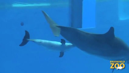 Birth Of A Dolphin Calf At Brookfield Zoo Video Dailymotion