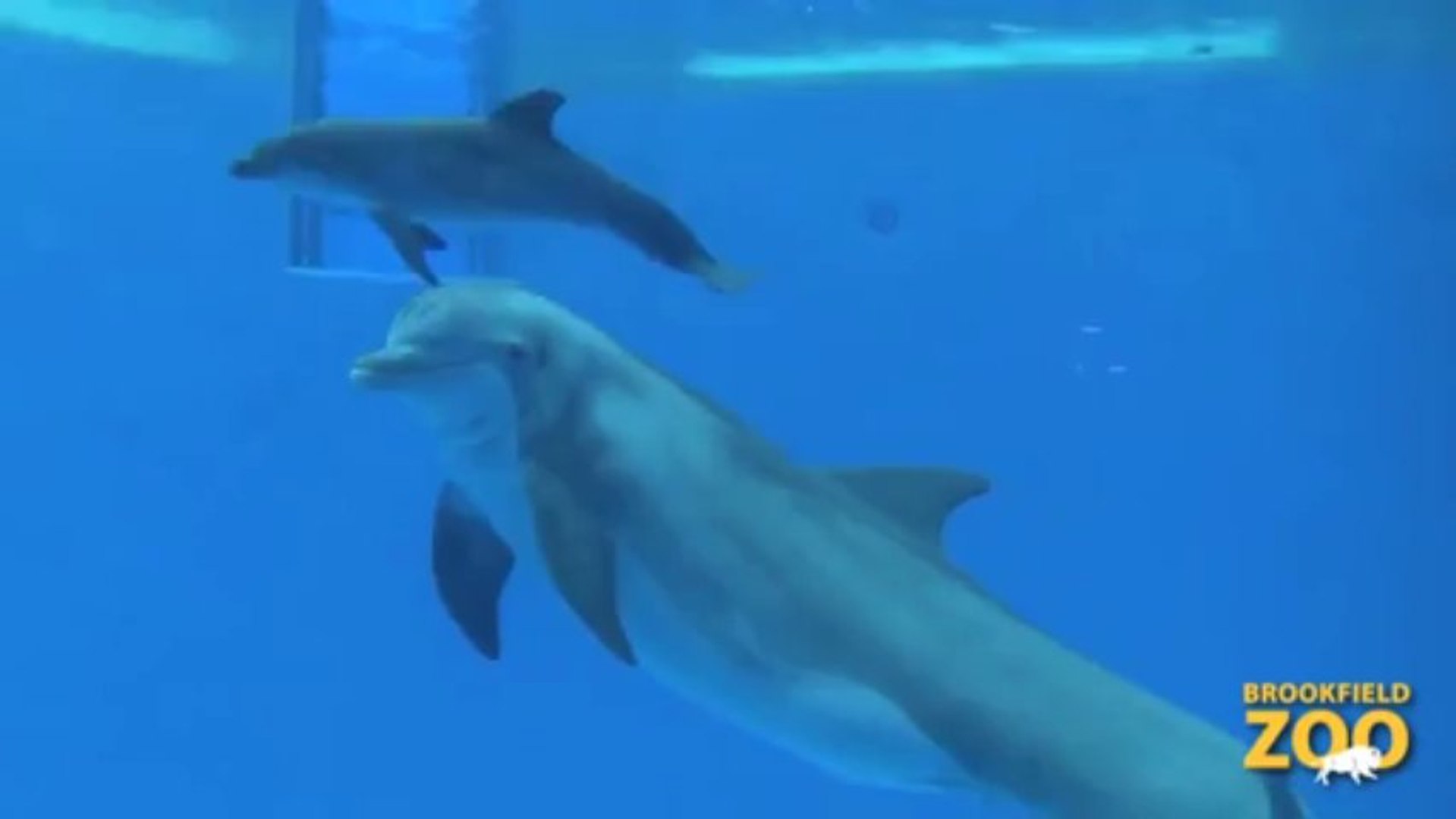 Revivez La Naissance D Un Bebe Dauphin Au Zoo Trop Mignon Video Dailymotion