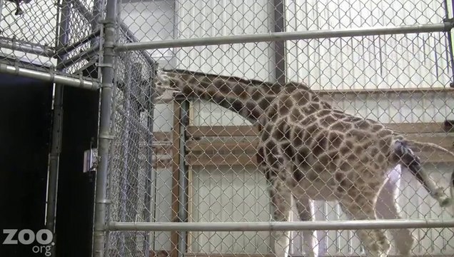Tallest Baby in Seattle! Birth of a Giraffe Calf filmed by security cameras..