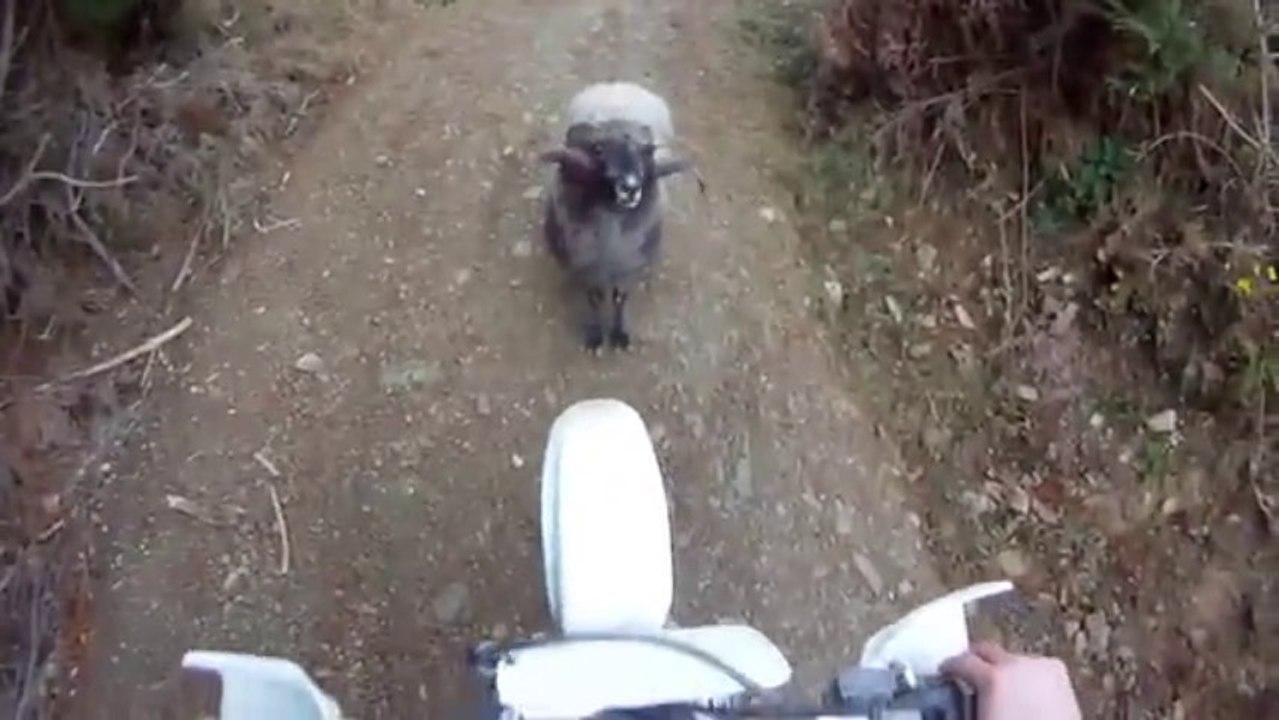 Un bélier charge une motocross en pleine forêt!!
