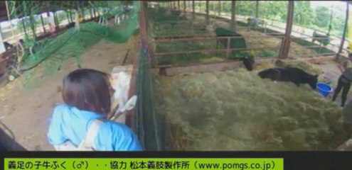 20130804  床藁交換　ありりさん、しず姉さん、いちごちゃん、ナナちゃん