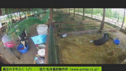 20130804　ありりさん、しずお姉さん、ぎんちゃん、いちご、ちび太