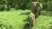 Habitat loss imperils Indonesia elephants