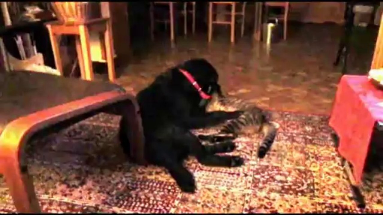 Chien et chat