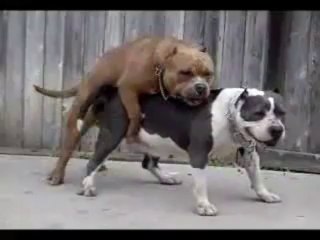 Chien qui vomit durant la copulation