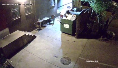 Un ours vole une poubelle