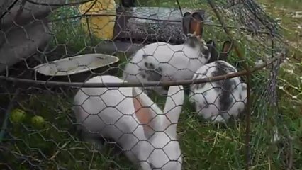 Pique-nique plein air 1