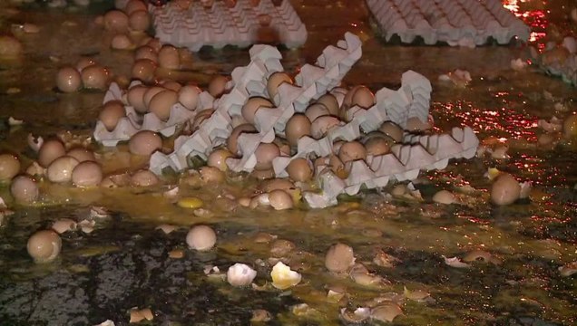 Des aviculteurs déversent 140.000 œufs à Saint-Brieuc