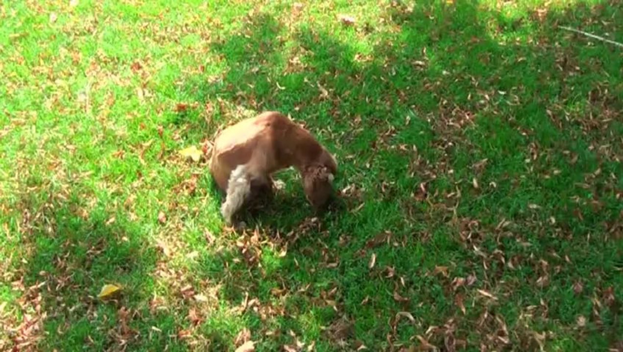 klein Biene im Schillerpark