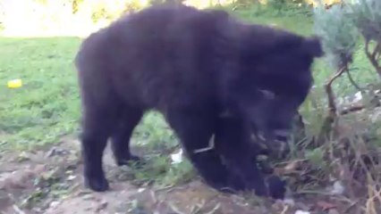 shadow (collier jaune) 1