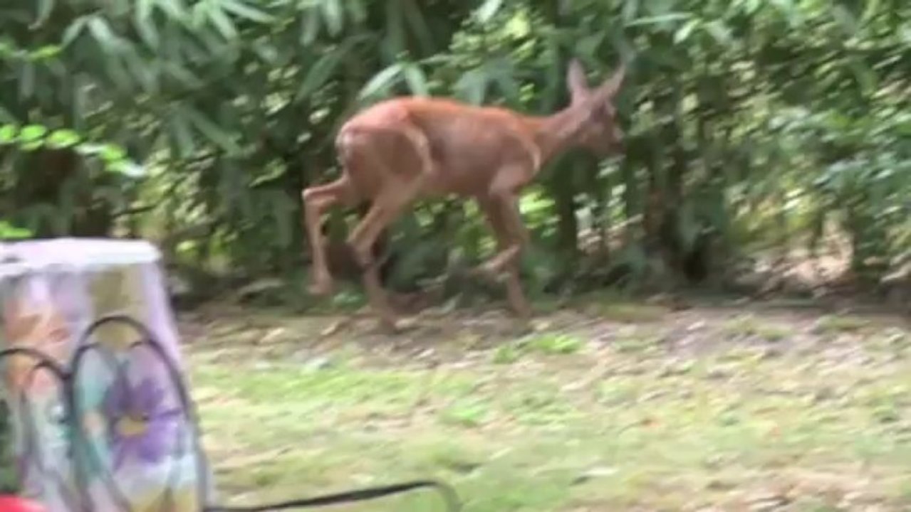 Surpise à Fargues-Saint-Hilaire Gironde
