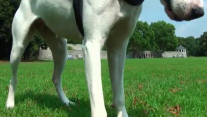 Kessy und der Tennisball