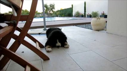 Nohé et le vermifuge