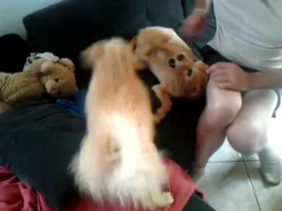 Lion joue avec Erwin
