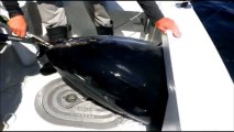 Un thon de 400kg pêché par des plaisanciers au Cap Cod!!