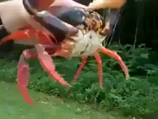 Un crabe lui pince le nez