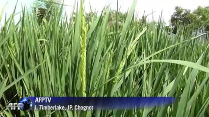 Le riz, nouvel espoir de prospérité pour les fermes soudanaises