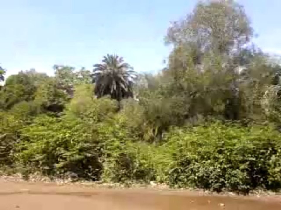don ayma