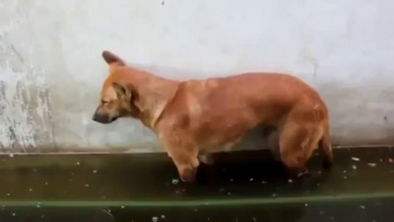 Drowsing Dog