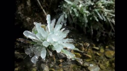 Elena Giulia Belotti - Fiore di ghiaccio (Fumagalli)