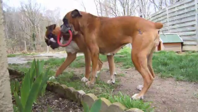 Naky & Geisha des Steppes Perdues (CHEYENNE de SAINT QUINIS X UCELLO du DOLON / Portée des G 2011)