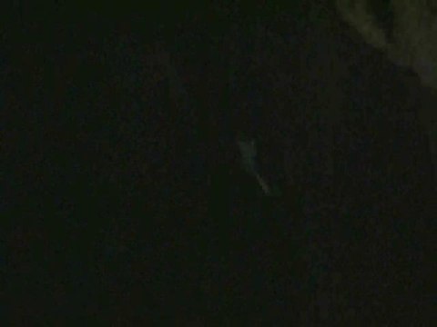 Criatura desconhecida filmada em uma caverna
