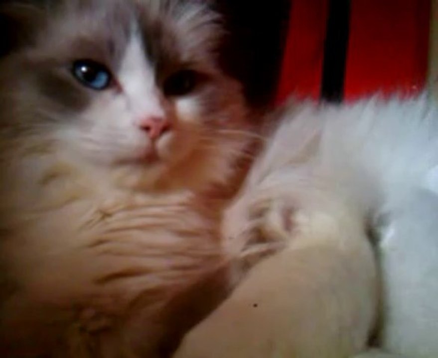 bb ragdoll 4 jours