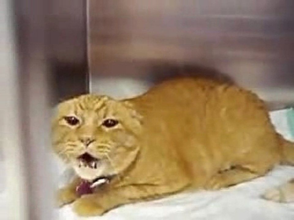 CHAT NET ENRAGE