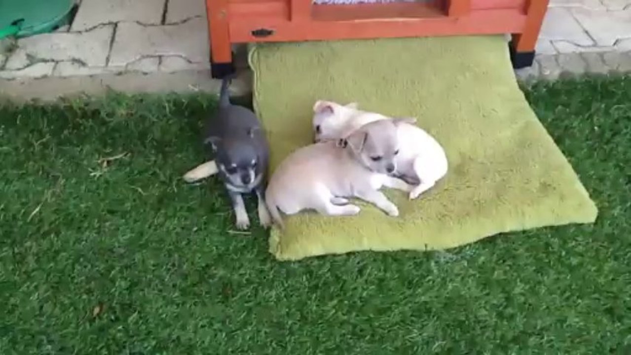 Les bébés de golden