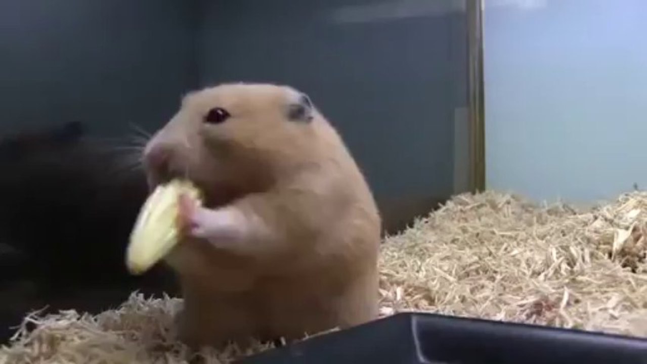 Hamster Stuffs Corn in His Cheeks