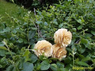 Ciebie tylko-Angelika