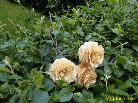 Ciebie tylko-Angelika