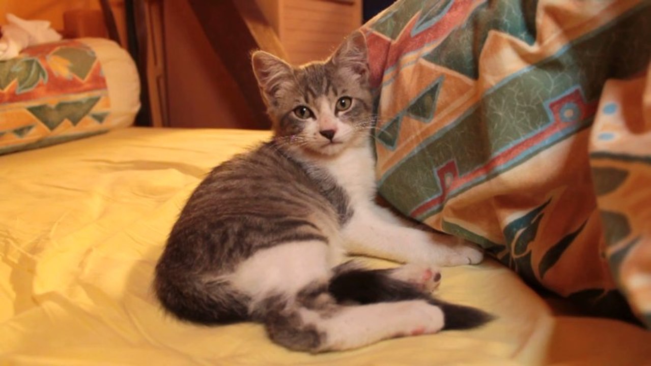 TEO THE CUTE KITTY