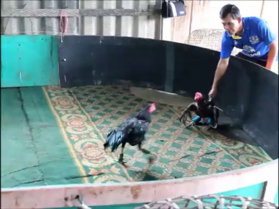 ไอ่ดำ