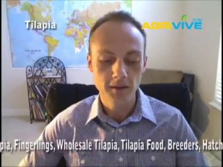 Learn, Where is Tilapia Raised, Tilapia Raising at Home, Tilapia Rising, How is Tilapia Raised