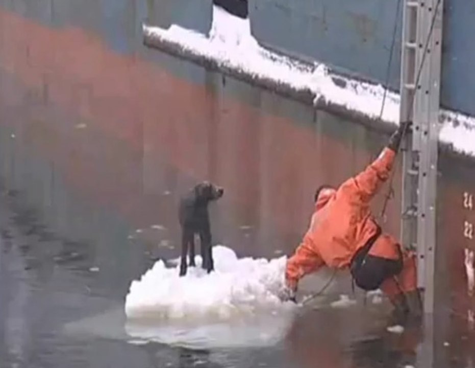 Compilation de sauvetage de chiens