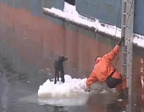 Compilation de sauvetage de chiens