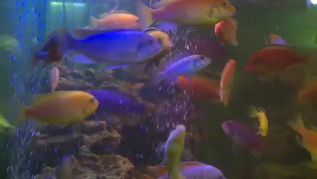 L'équipage de Tara visite la station de Nagurskaya sur l'île d'Alexandra © A.Deniaud/francetv nouvelles écritures/Thalassa/Tara Expéditions