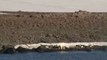 Sur sa route, l'équipage de Tara a croisé un ours polaire. Les terres de François-Joseph sont une zone de reproduction et d'hibernation des ours polaires © A.Deniaud/francetv nouvelles écritures/Thalassa/Tara Expéditions