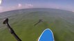 Paddle Boarder Encounters Shark