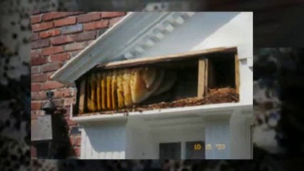 Bee Removal Boca Raton Florida