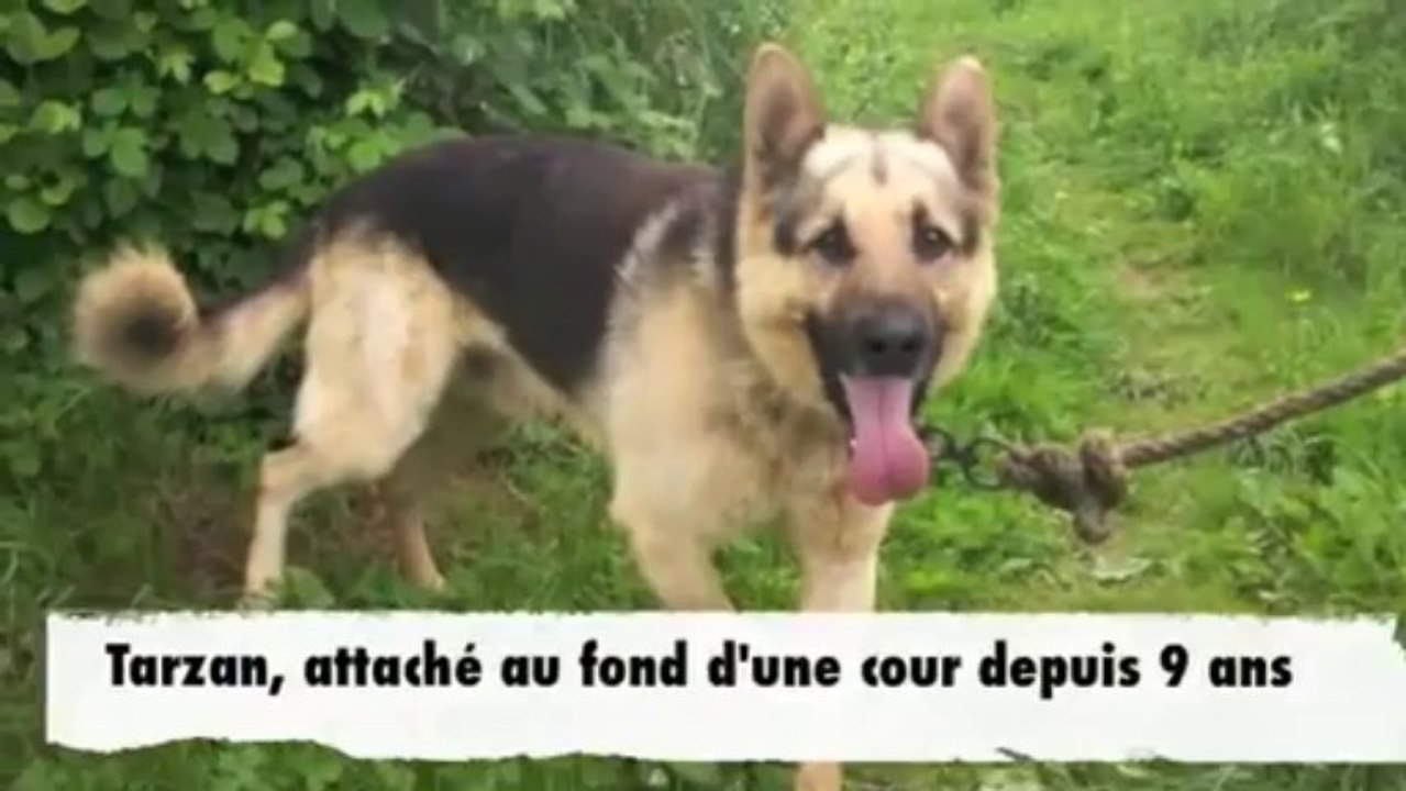Sauvetage d'animaux