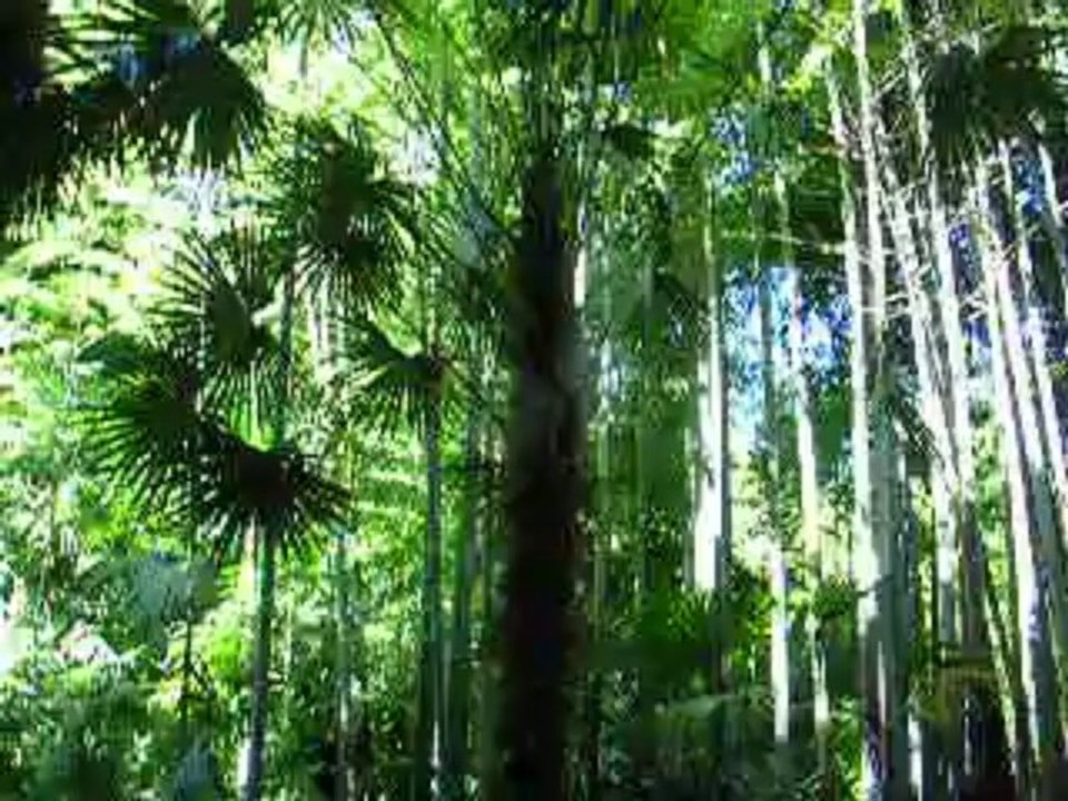 allée de bambou